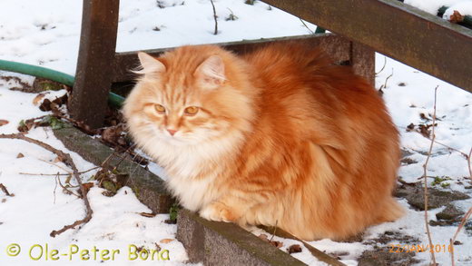 Sibirische Katzen Zaimka Avos