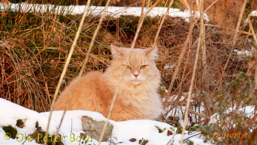 Sibirische Katzen Floris von der Gronau