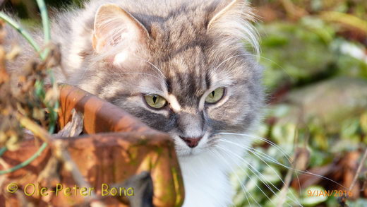 Sibirische Katzen Hetty von der Gronau