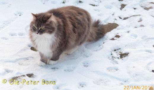 Hetty von der Gronau sibirische katze