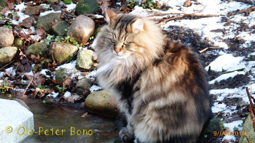 Sibirische Katzen Max von der Gronau