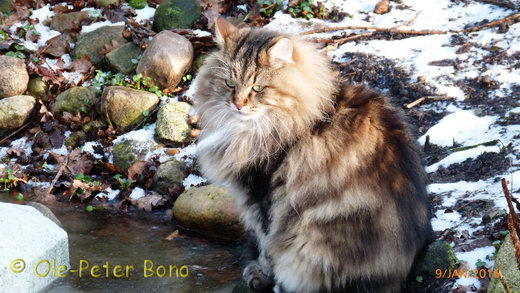 Sibirische Katzen Max von der Gronau