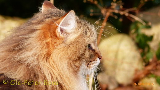  Sibirische Katzen Moritz von der Gronau