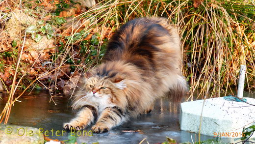 Sibirische Katzen Moritz von der Gronau