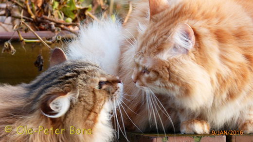 Sibirische Katzen Moritz von der Gronau und Papa Zaimka Avos