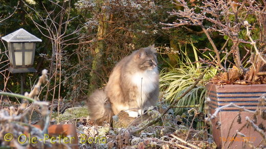 Sibirische Katzen Hetty von der Gronau