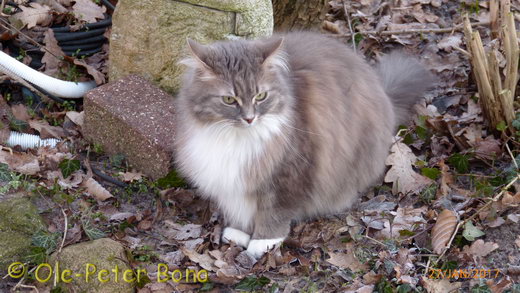 Hetty von der Gronau sibirische katze