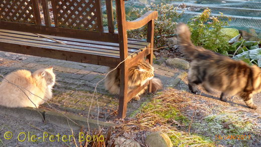 Sibirische Katzen Kater von der Gronau