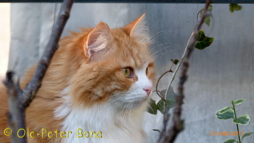 Sibirische Katzen Moritz von der Gronau und Papa Zaimka Avos