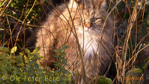 Sibirische Katzen Max von der Gronau