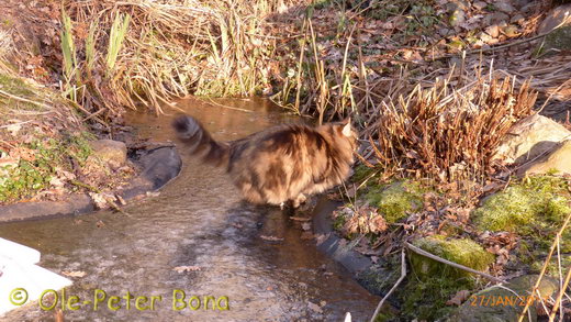 Sibirische Katzen Max von der Gronau