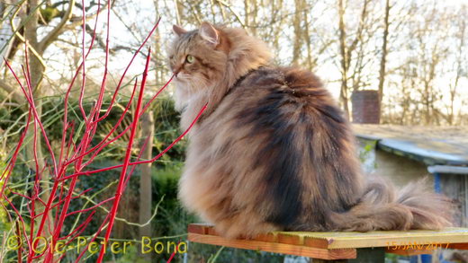  Sibirische Katzen Moritz von der Gronau