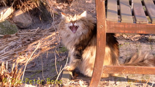  Sibirische Katzen Moritz von der Gronau