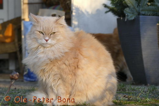 Sibirische Katzen Floris von der Gronau