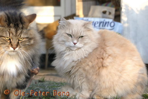 Sibirische Katzen Max von der Gronau und Floris von der Gronau