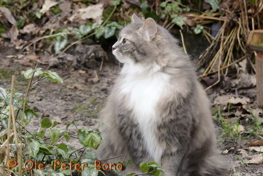 Hetty von der Gronau sibirische katze