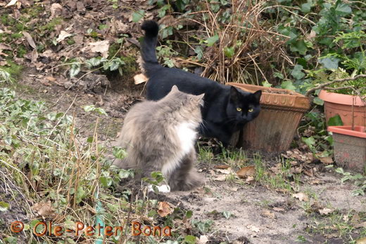 Sibirische Katzen Hetty von der Gronau und Felicia