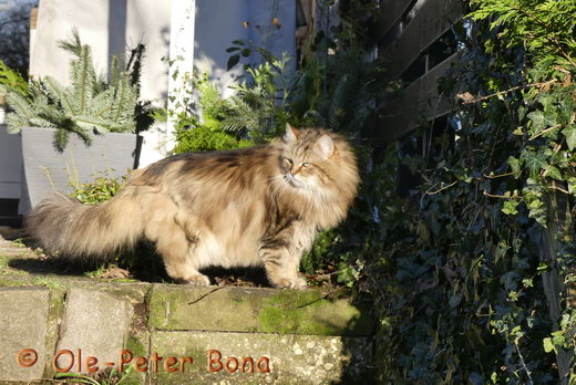 Sibirische Katzen Moritz von der Gronau