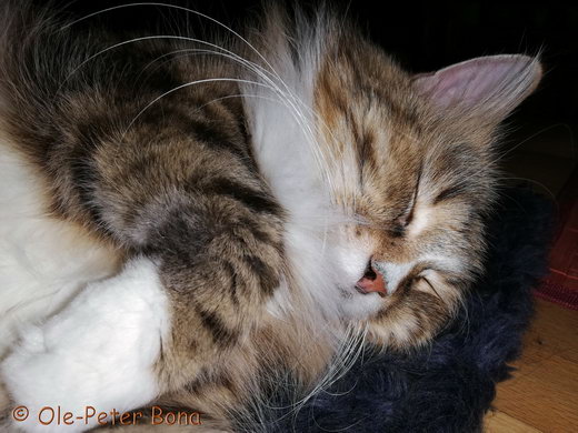 Sibirische Katzen Fadejew vom Schloßpavillon