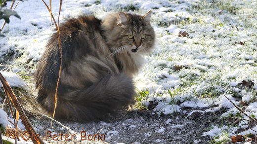 Sibirische Katzen Max von der Gronau