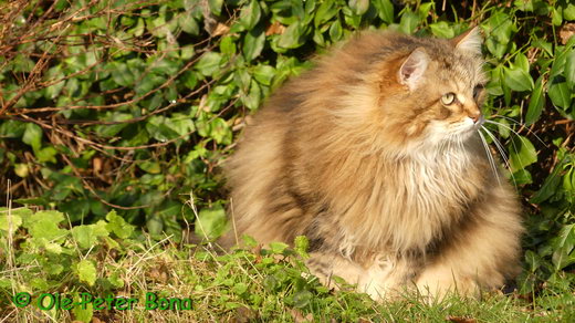 Sibirische Katzen Moritz