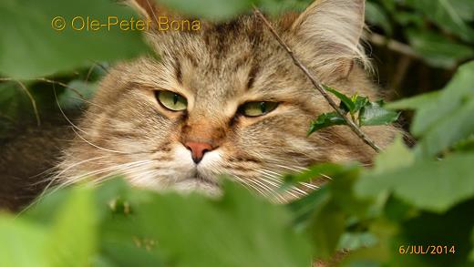 Sibirische Katzen Max von der Gronau