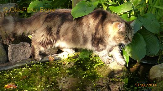 Sibirische Katzen Max von der Gronau