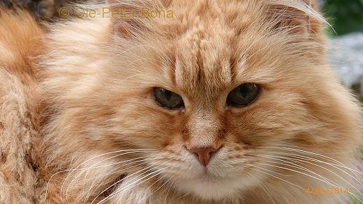 Sibirische Katzen Sandokhan von der Gronau