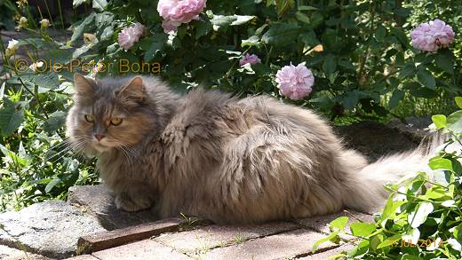 Sibirische Katzen Yanisha von der Gronau