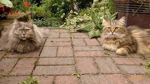 Sibirische Katzen Yanisha und Max von der Gronau