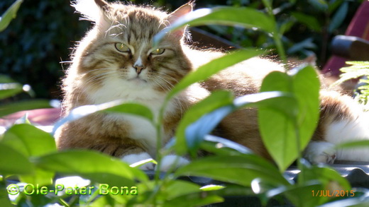 Sibirische Katzen Fadejew vom Schloßpavillon