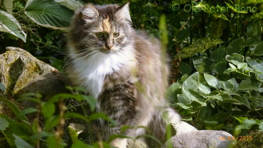 Sibirische Katzen Hela von der Gronau 