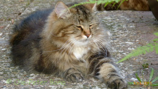 Sibirische Katzen Max von der Gronau