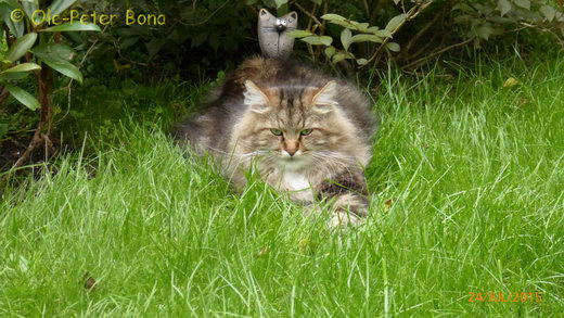 Sibirische Katzen Max von der Gronau