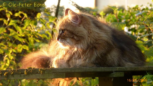 Sibirische Katzen Moritz von der Gronau