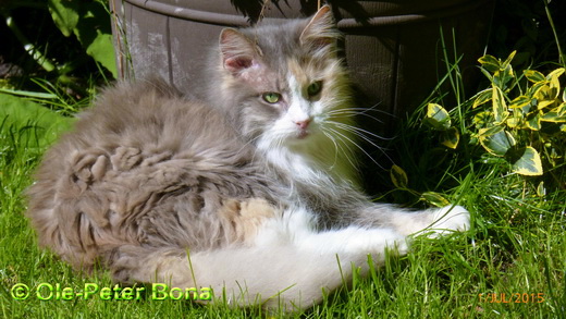  Sibirische Katzen Tatjusha von der Gronau