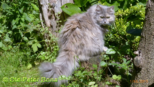  Sibirische Katzen Yanisha von der Gronau