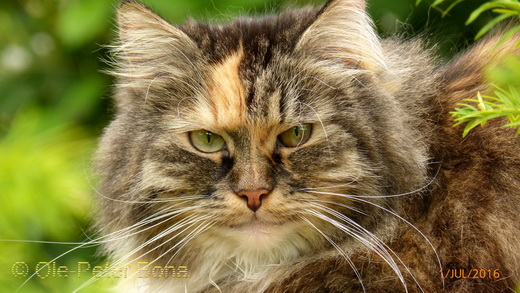 Sibirische Katzen Hela von der Gronau