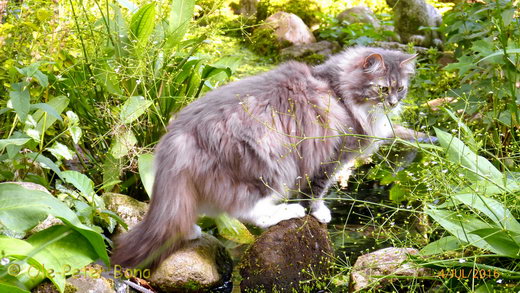 Sibirische Katzen Hetty von der Gronau