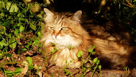 Sibirische Katzen Moritz von der Gronau