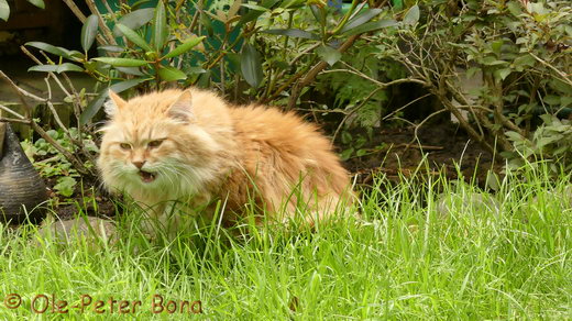 Sibirische Katzen Zaimka Avos