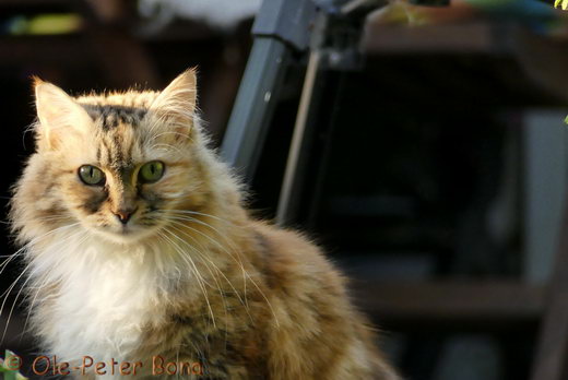 Sibirische Katzen Gwenja von der Gronau