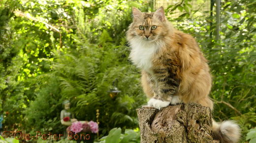 Sibirische Katzen Gwenja von der Gronau