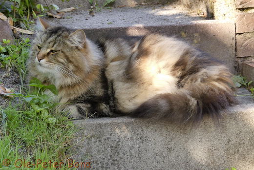 Sibirische Katzen Max von der Gronau