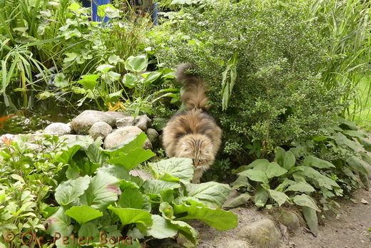 Sibirische Katzen Moritz von der Gronau