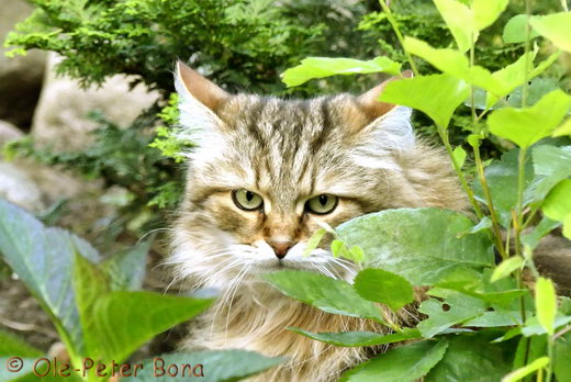 Sibirische Katzen Moritz von der Gronau