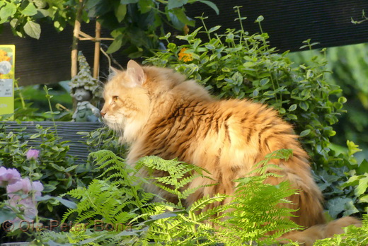 Sibirische Katzen Zaimka Avos