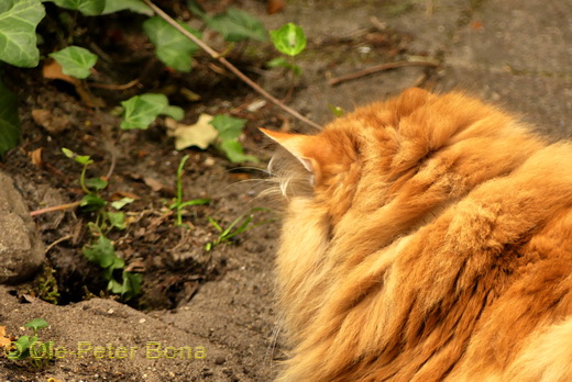 Sibirische Katzen Zaimka Avos