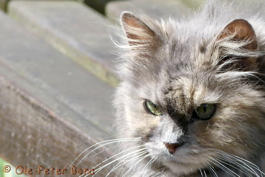 Sibirische Katzen Yanisha von der Gronau