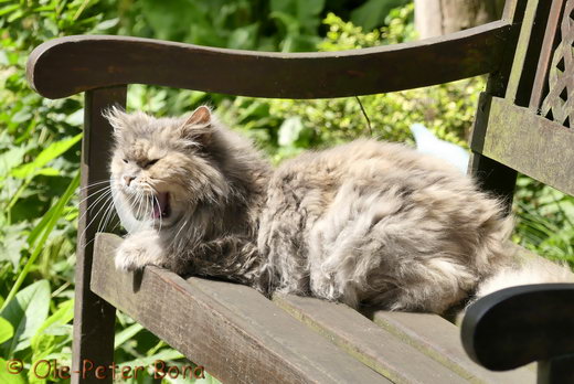 Sibirische Katzen Yanisha von der Gronau